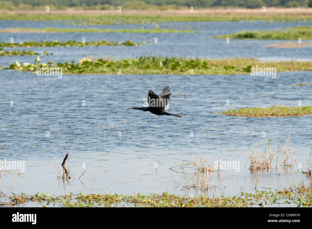 Anhinga volando sopra la Kissimmee palude Foto Stock