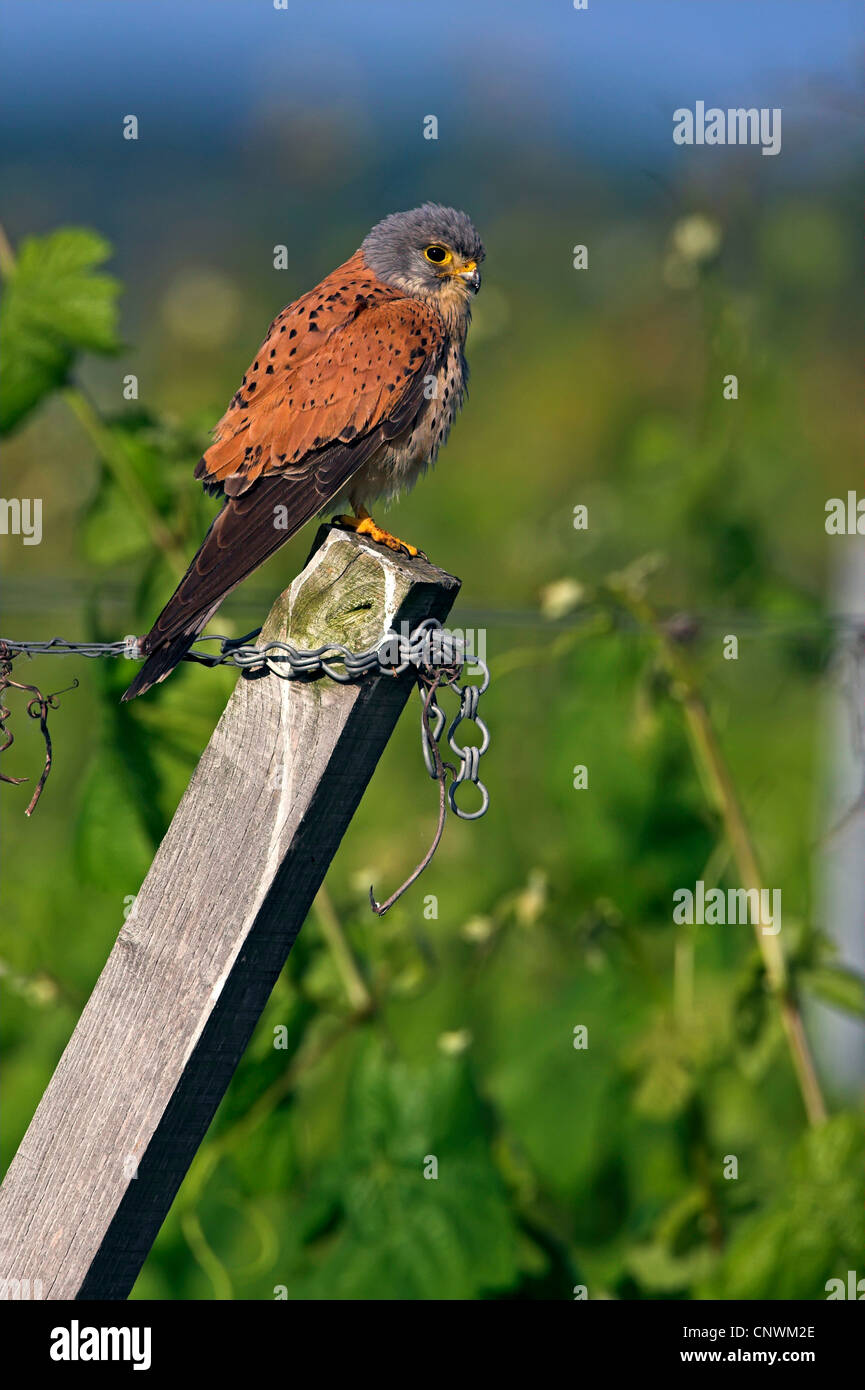 Comune di gheppio (Falco tinnunculus), seduto su un post, in Germania, in Renania Palatinato Foto Stock Comune di gheppio (Falco tinnunculus), seduto su un post, in Germania, in Renania Palatinato Foto Stock