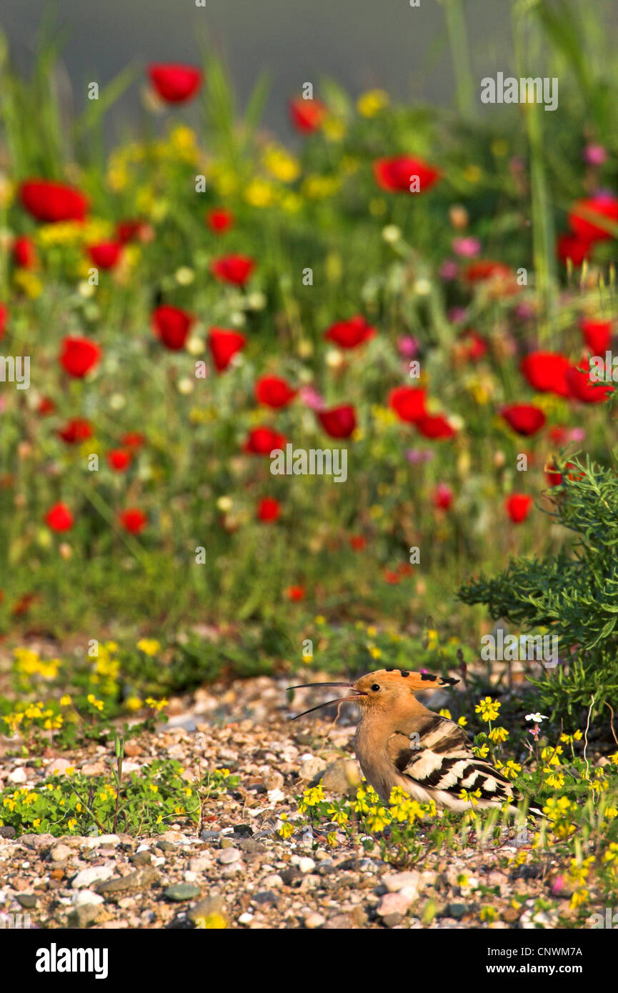 Upupa (Upupa epops), in piedi nel terreno pietroso nella parte anteriore del prato di papavero, Grecia, Lesbo Foto Stock