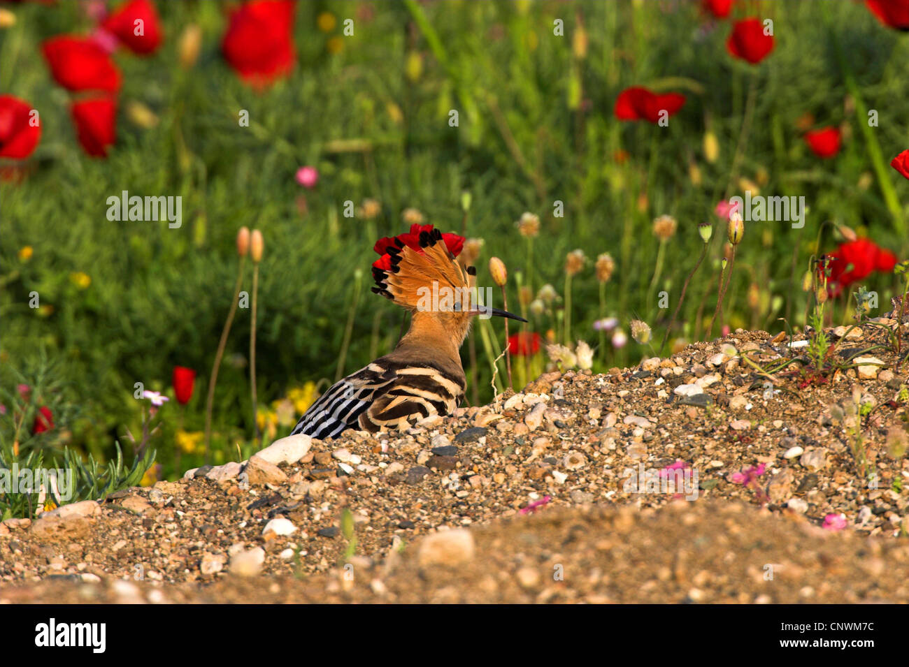 Upupa (Upupa epops), in piedi nel terreno pietroso nella parte anteriore del prato di papavero, Grecia, Lesbo Foto Stock
