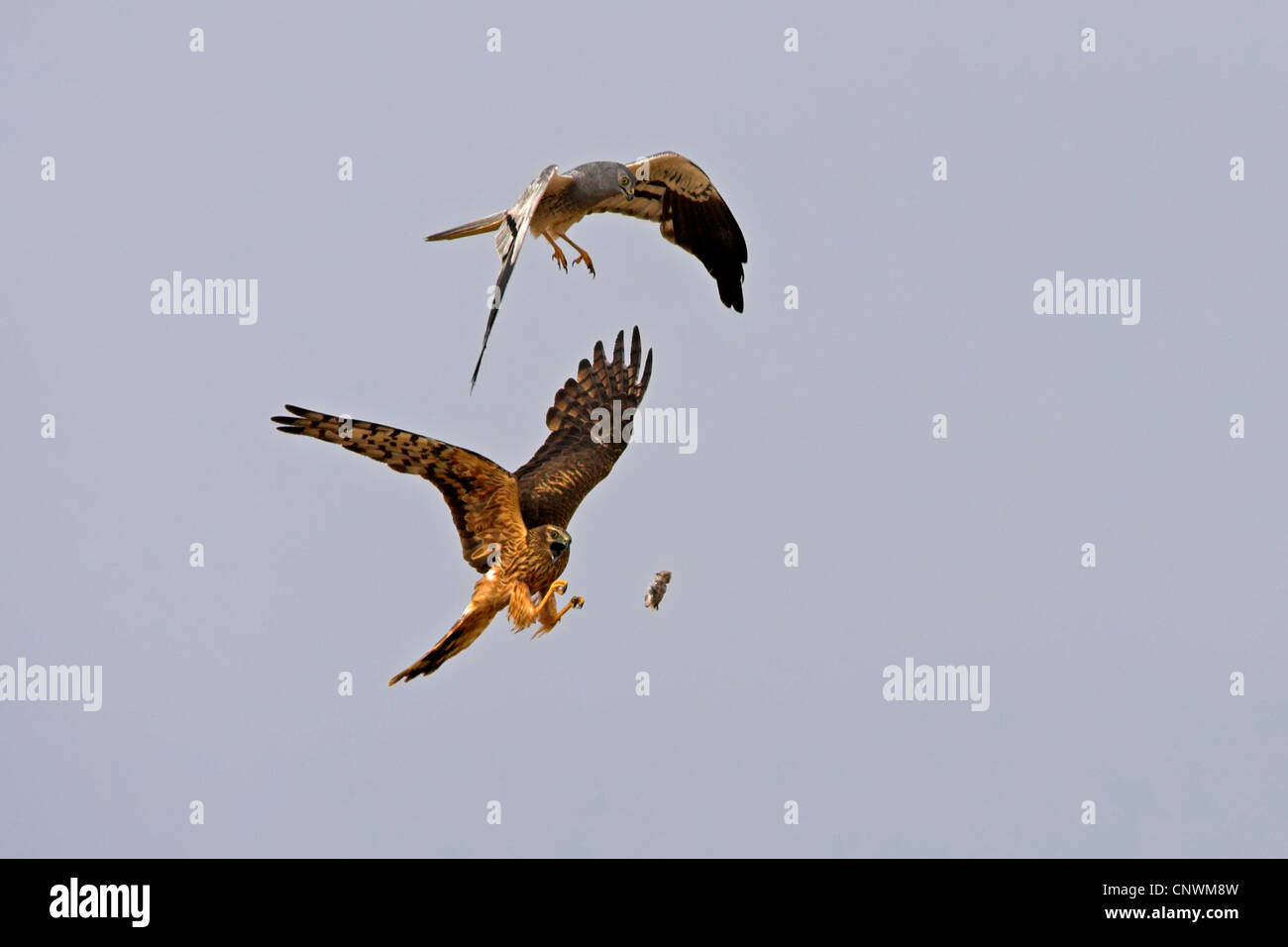 Montague's Harrier (Circus pygargus), due uccelli in un'antenna di lottare per una alimentazione animale gettato in aria, Spagna Estremadura Foto Stock