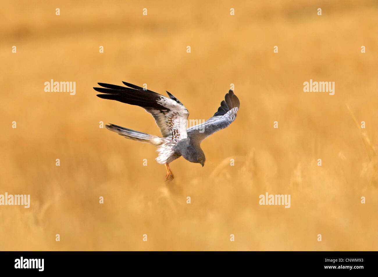 Montague's Harrier (Circus pygargus), sorvolando cornfield con gli artigli disteso per la cattura delle prede, Grecia LESBO Foto Stock Montague's Harrier (Circus pygargus), sorvolando cornfield con gli artigli disteso per la cattura delle prede, Grecia LESBO Foto Stock