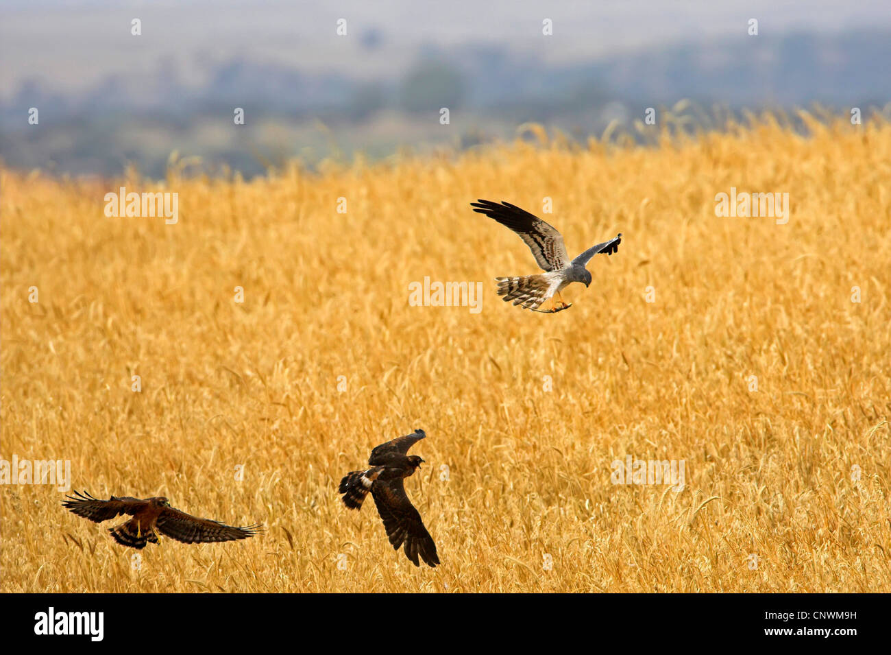 Montague's Harrier (Circus pygargus), tre caccia agli uccelli battenti strettamente al di sopra di un cornfield, Spagna Estremadura Foto Stock Montague's Harrier (Circus pygargus), tre caccia agli uccelli battenti strettamente al di sopra di un cornfield, Spagna Estremadura Foto Stock