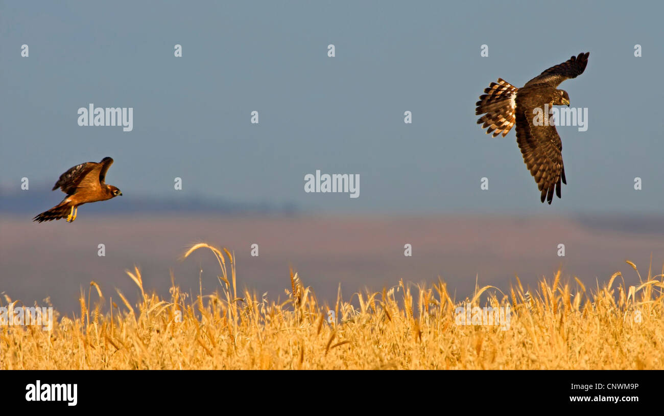 Montague's Harrier (Circus pygargus), due caccia agli uccelli battenti strettamente al di sopra di un cornfield, Spagna Estremadura Foto Stock Montague's Harrier (Circus pygargus), due caccia agli uccelli battenti strettamente al di sopra di un cornfield, Spagna Estremadura Foto Stock