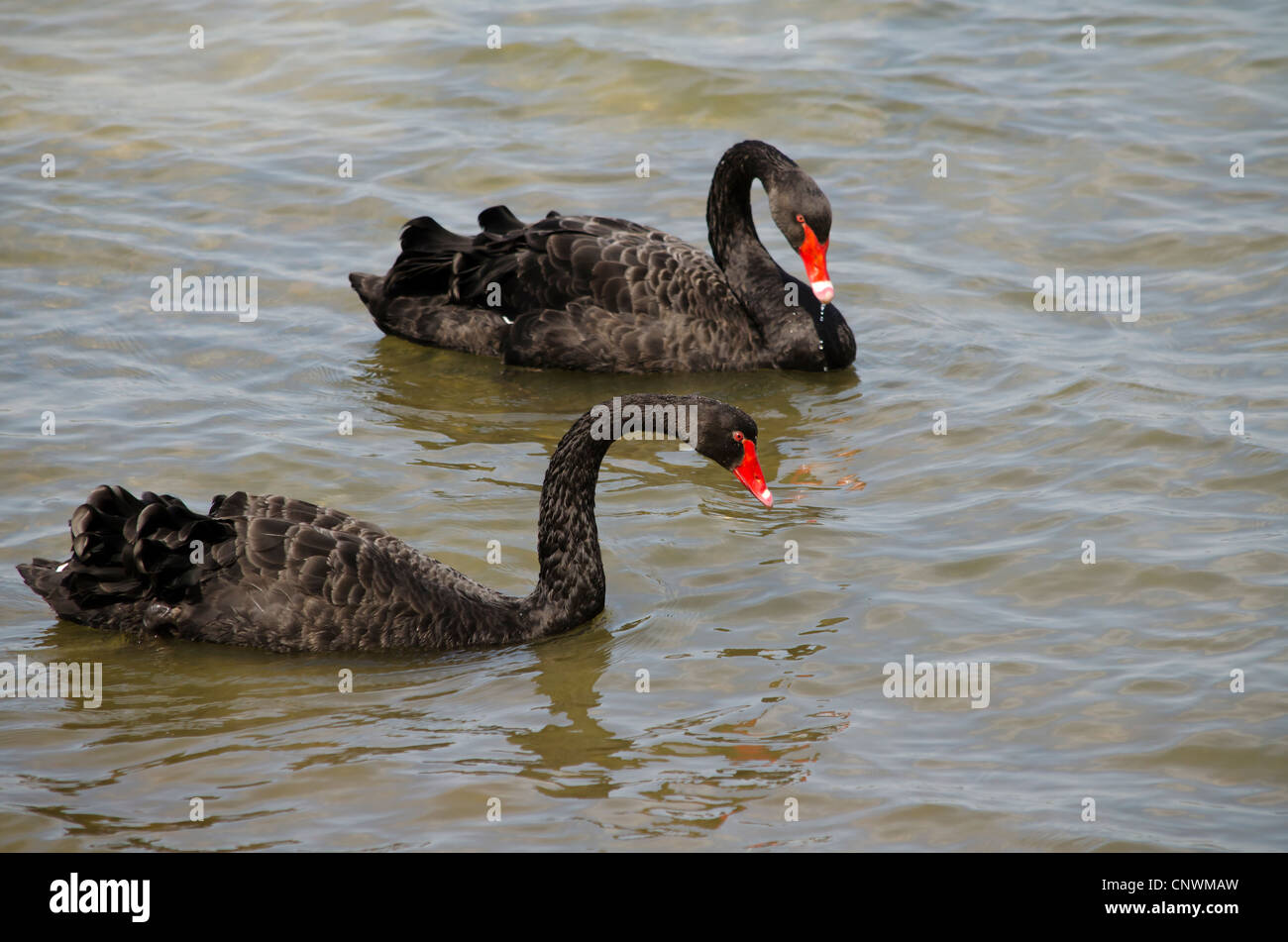 Due cigni neri nuotando lungo un fiume in estate Foto Stock