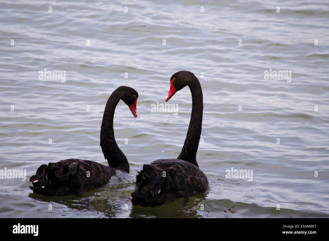 Due cigni neri nuoto insieme Foto Stock