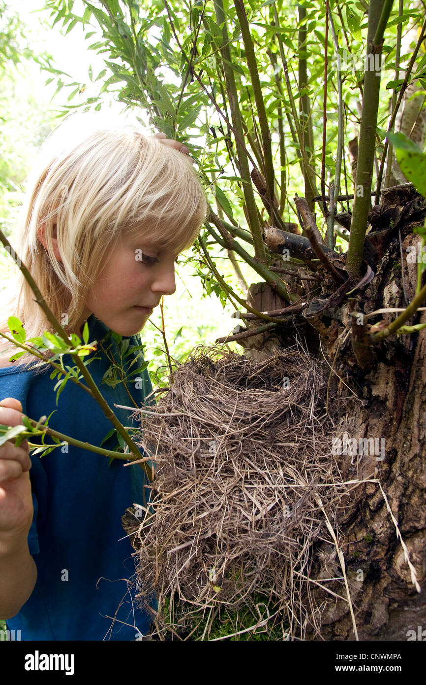 Merlo (Turdus merula), il bambino alla ricerca di un nido nascosto in un pollarded willow, Germania Foto Stock