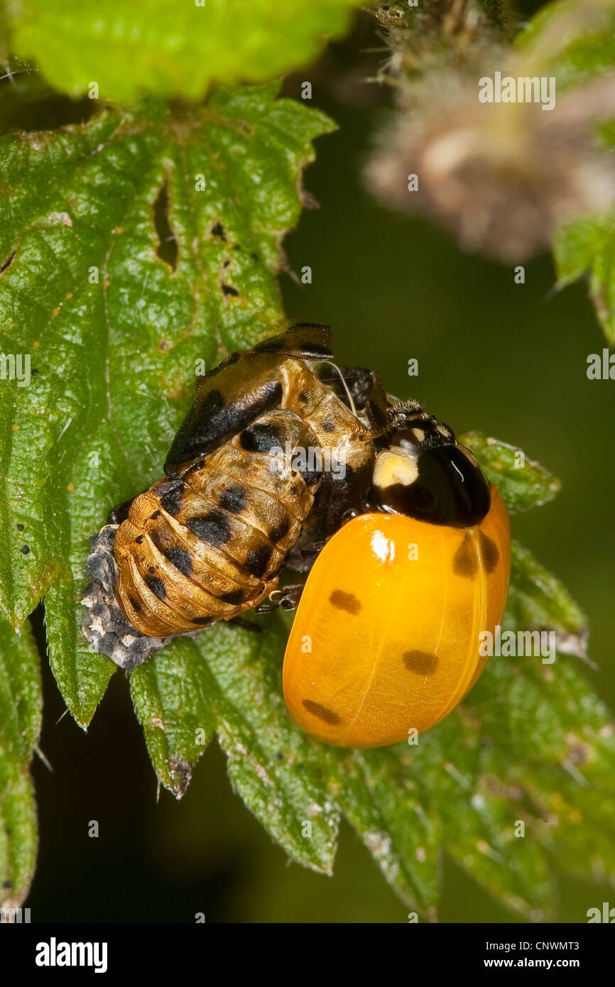 Sette-spot coccinella, sevenspot coccinella, 7-spot ladybird (Coccinella septempunctata), beetle appena schiuse dall'pupa, Germania Foto Stock