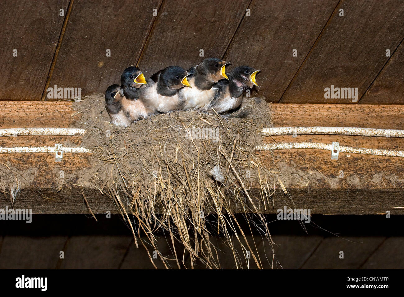 Barn swallow (Hirundo rustica), seduta in un nido e mendicando, Germania Foto Stock