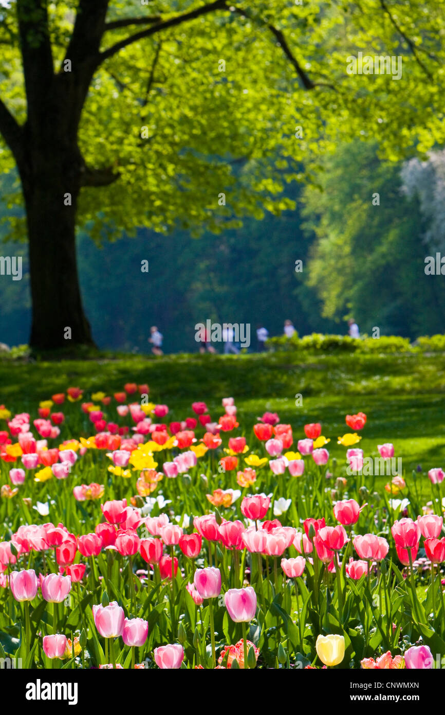 Giardino in comune tulip (Tulipa gesneriana), tulip garden nel pareggiatore Klosterwiese in background, Germania, Baden-Baden Foto Stock