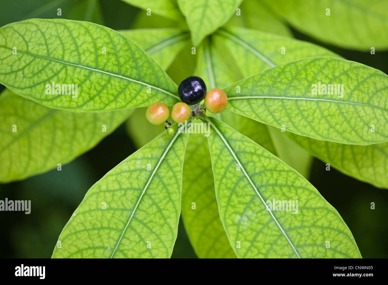 Rauwolfia, Java Devil Pepe, devilpepper, devil's pepe, serpentwood (Rauvolfia serpentina, Rauwolfia serpentina), con frutti Foto Stock