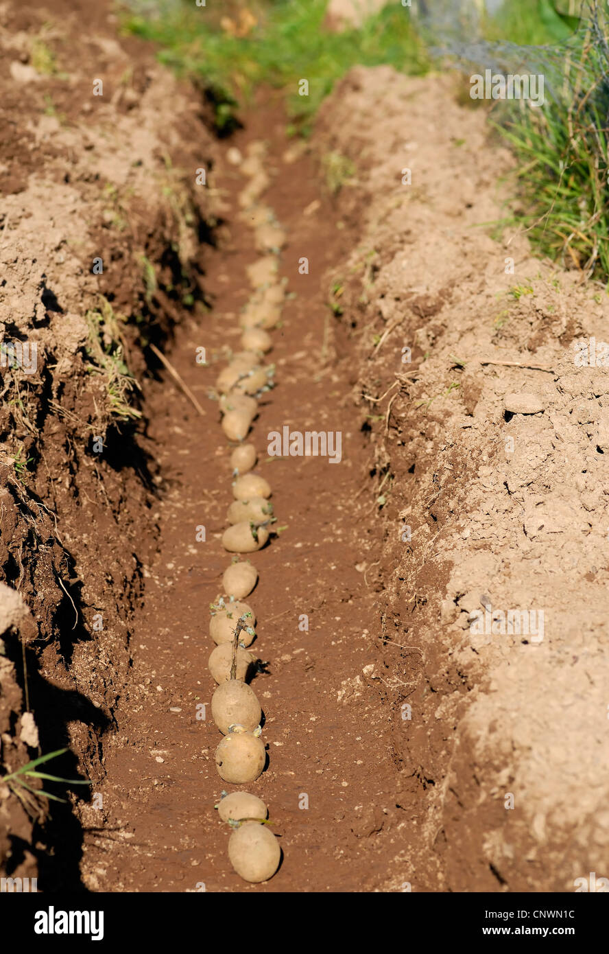 Tuberi seme di patate essendo piantato in una trincea dopo chitting. Foto Stock