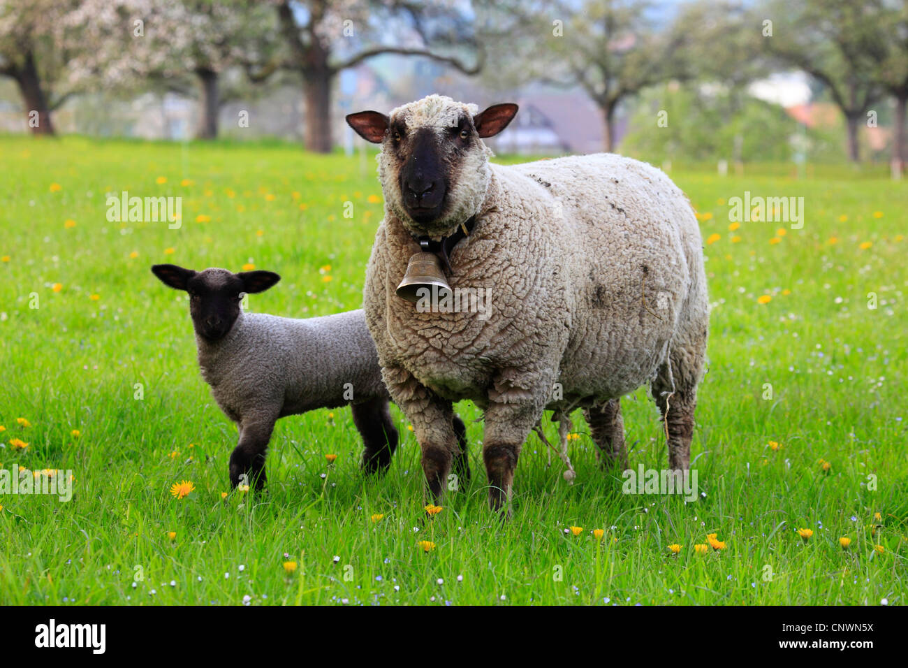 Gli animali domestici delle specie ovina (Ovis ammon f. aries), madre con agnello in un prato, Svizzera Foto Stock
