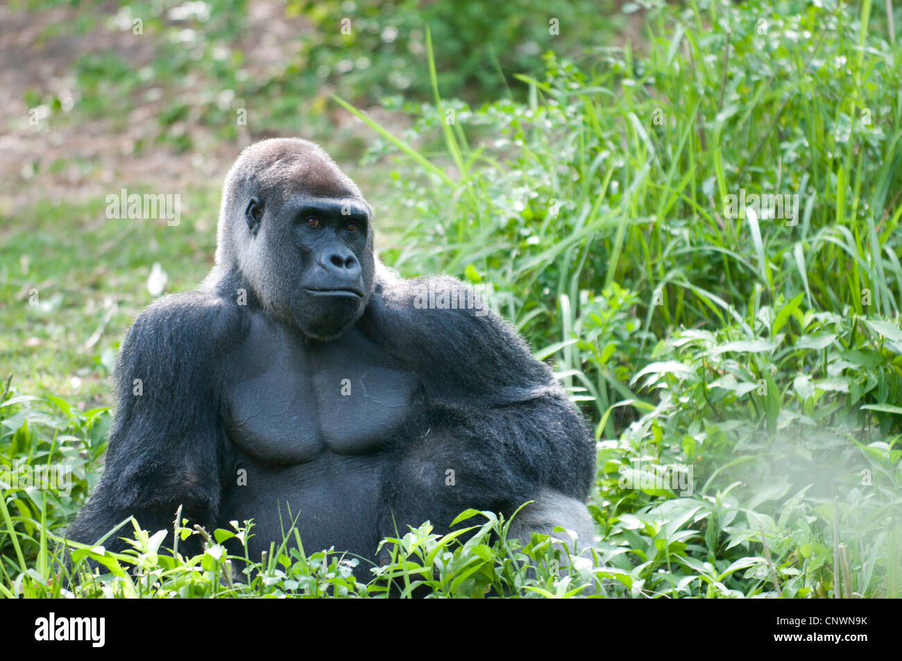 Seduta Di Gorilla Silverback Immagini E Fotografie Stock Ad Alta Seduta Di Gorilla Silverback Immagini E Fotografie Stock Ad Alta
