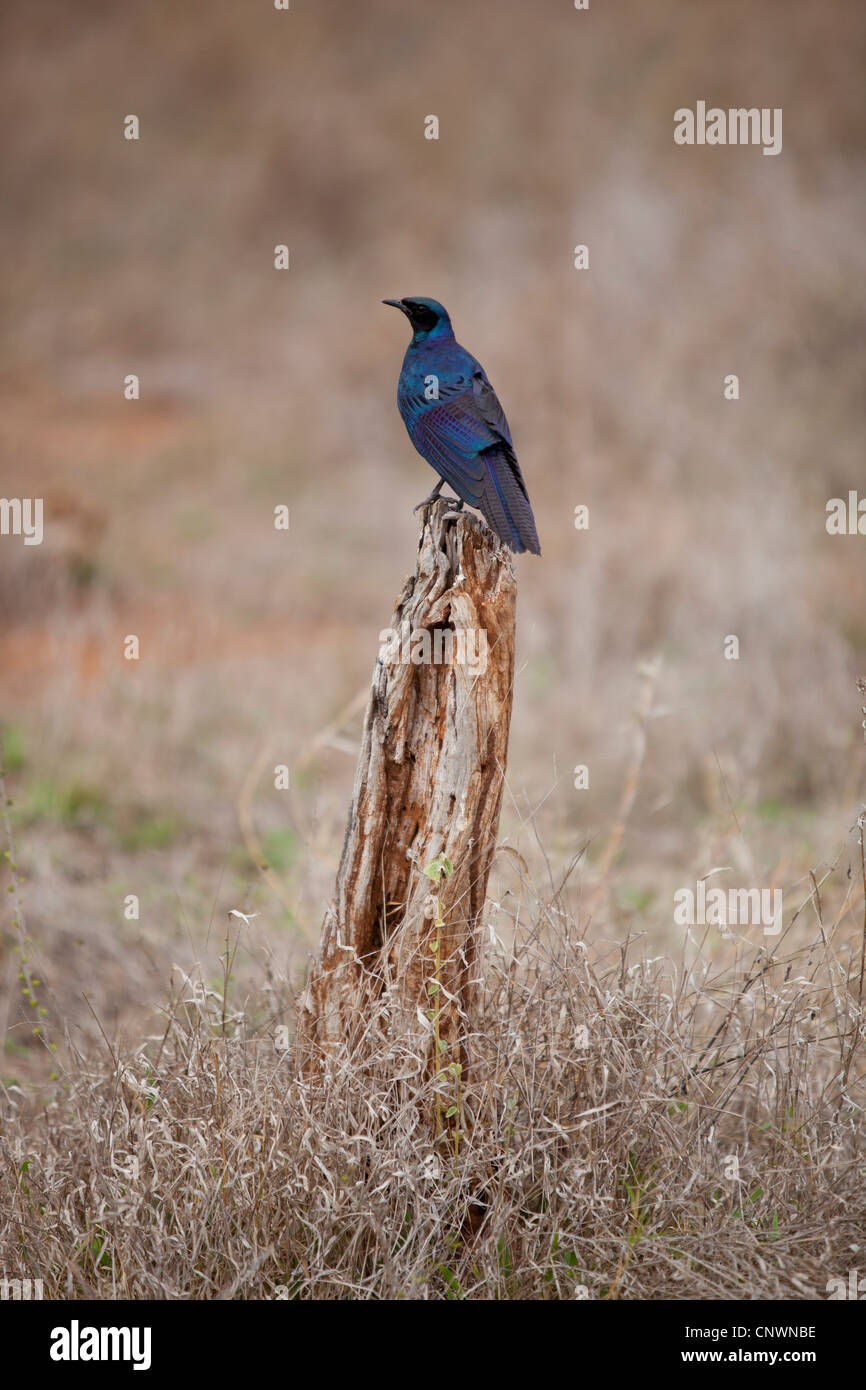 Una maggiore Blu-eared Starling, seduto su un registro al Kruger National Park, Sud Africa Foto Stock
