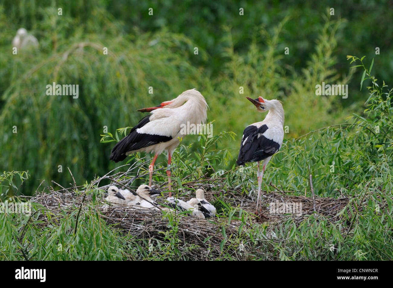 Cicogna bianca (Ciconia ciconia), coppia in un nido pieno di pulcini accogliente ogni altro al ritorno di uno di essi piegando le loro teste all'indietro e lo sbattimento con le loro bollette, Germania Foto Stock