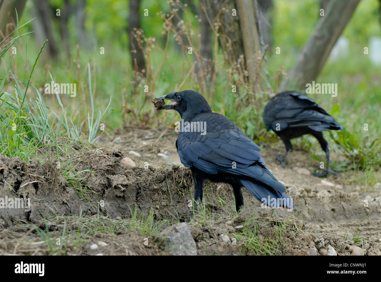 Carrion crow (Corvus corone), di due uccelli in cerca di cibo su una scheda via, Germania Foto Stock