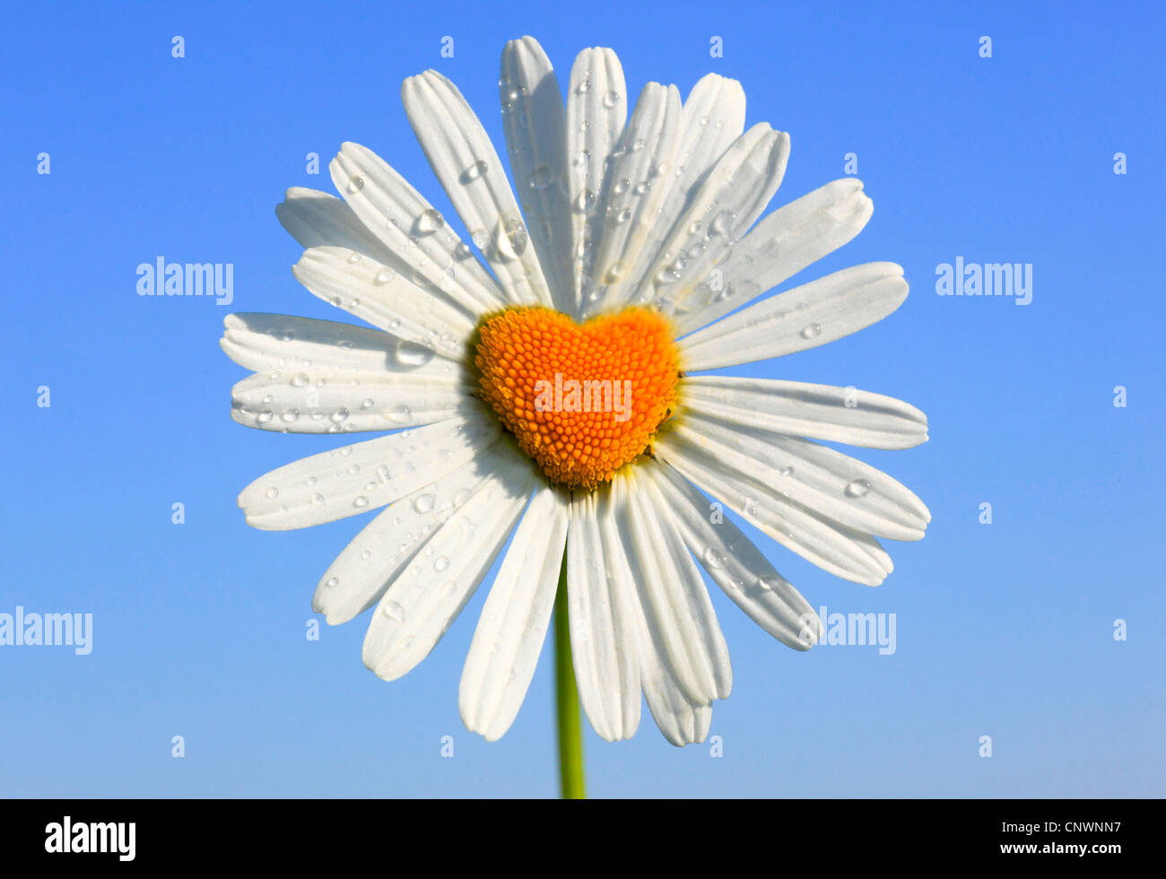 Oxeye daisy (crisantemo, leucanthemum Leucanthemum vulgare), che fiorisce con forma di cuore parte interna, Svizzera Foto Stock