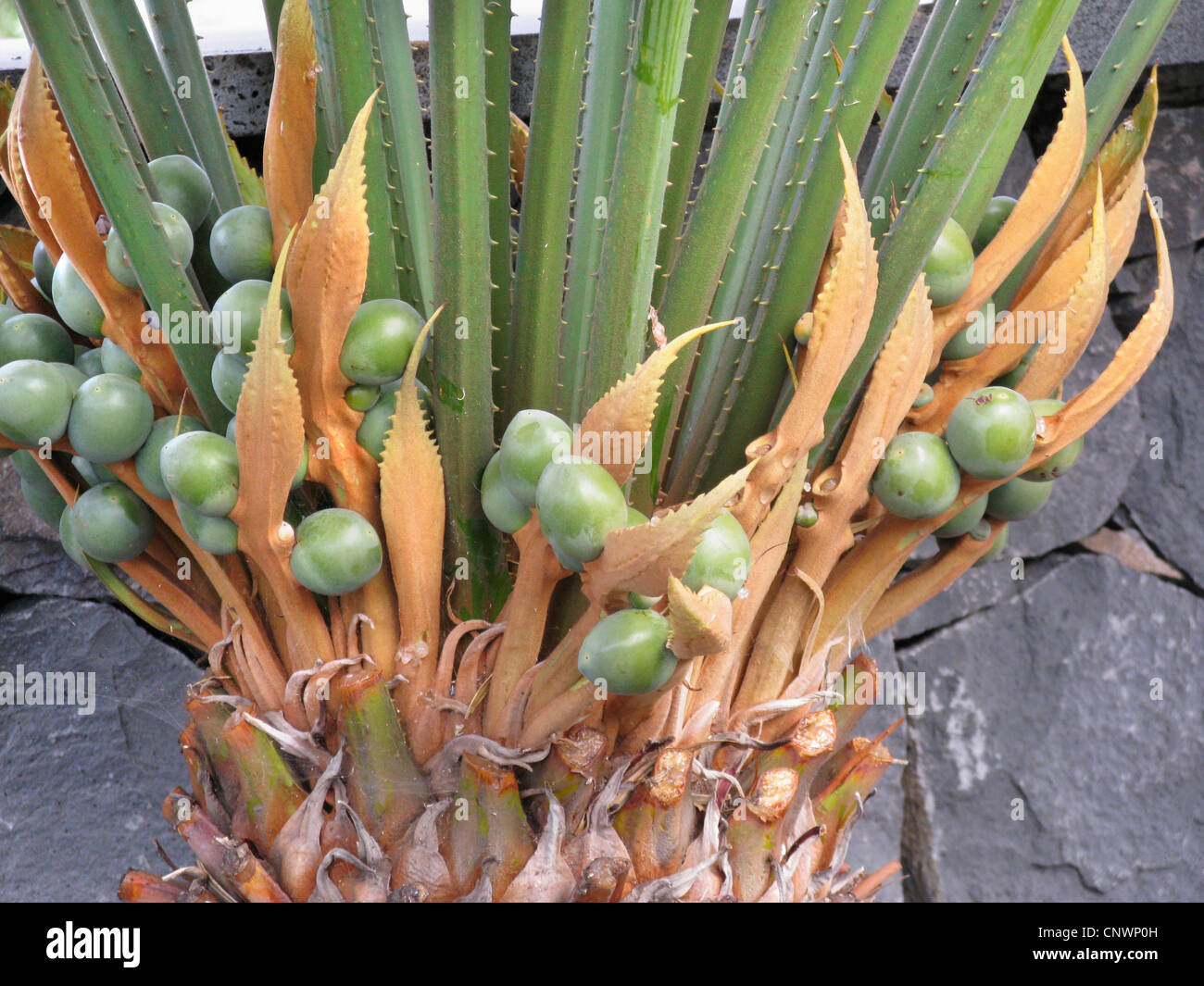 La felce palm (Cycas circinalis), giovani semi Foto Stock
