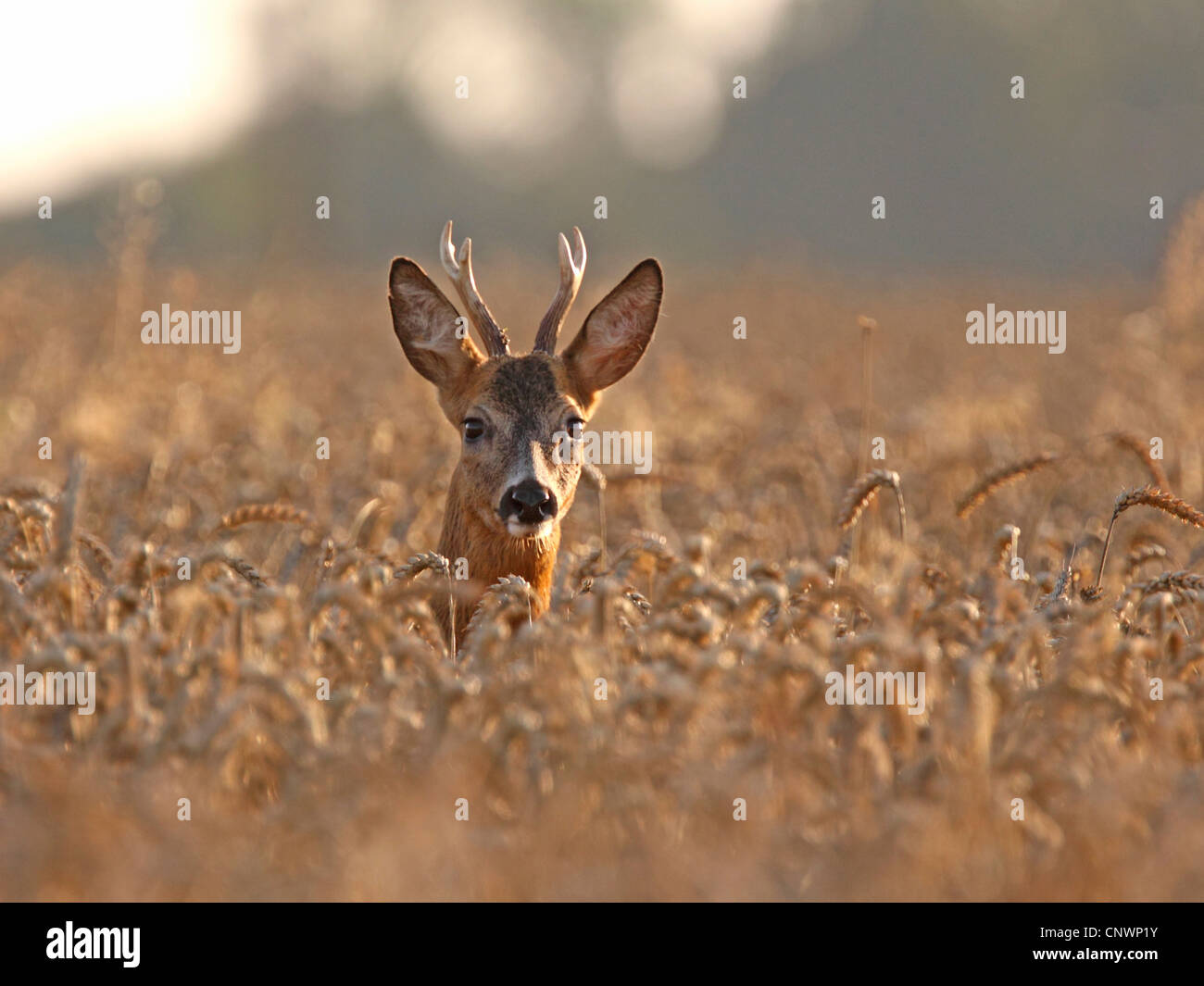 Il capriolo (Capreolus capreolus), il capriolo in un campo di grano, Germania Foto Stock