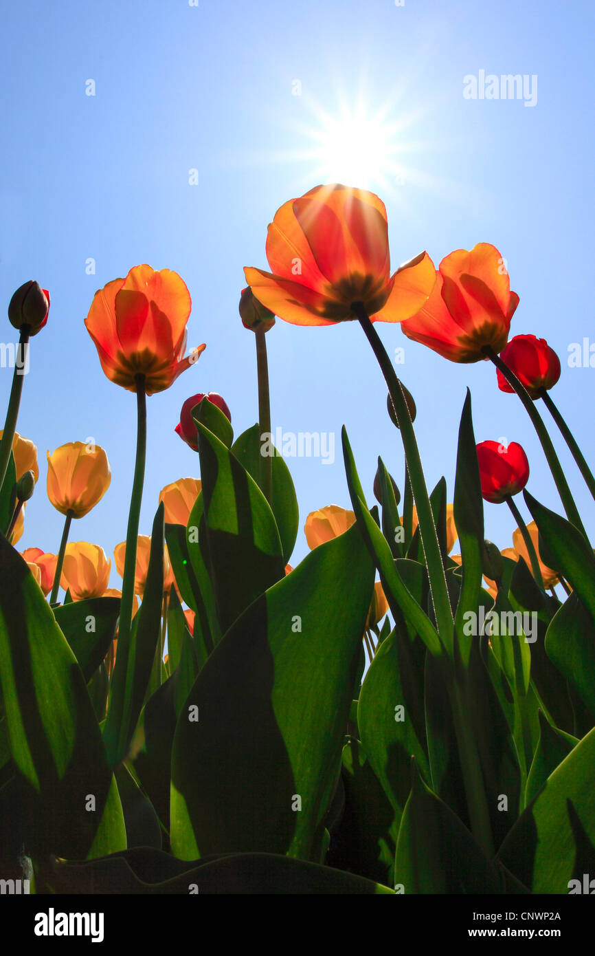 Tulip letto alla luce del sole Foto Stock