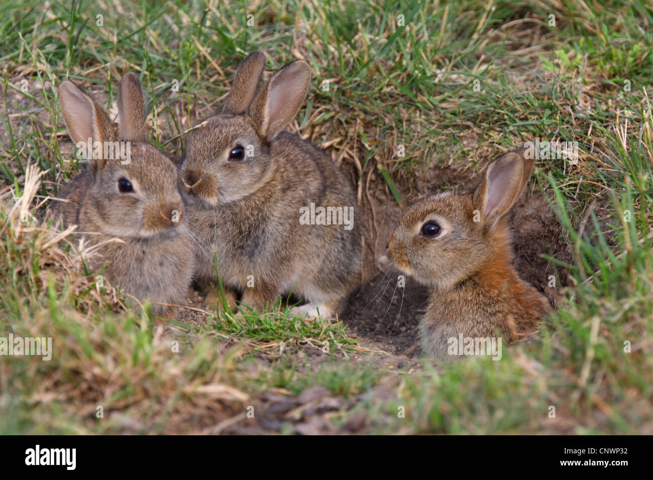 Coniglio europeo (oryctolagus cuniculus), conigli giovani a den, Austria, Burgenland Foto Stock