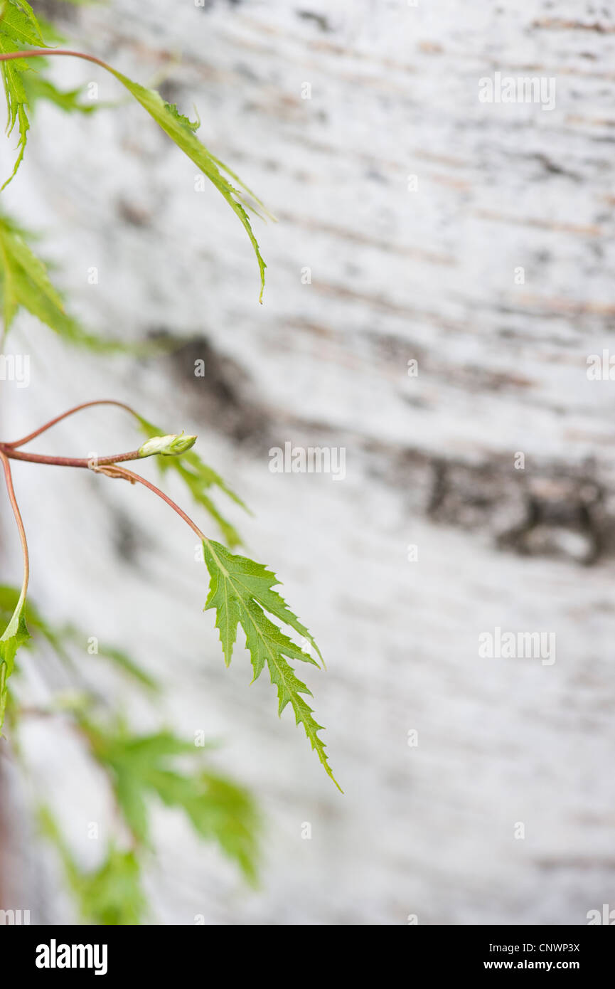 Betula pendula dalecarlica. Taglio svedese di foglie di betulla Foto Stock