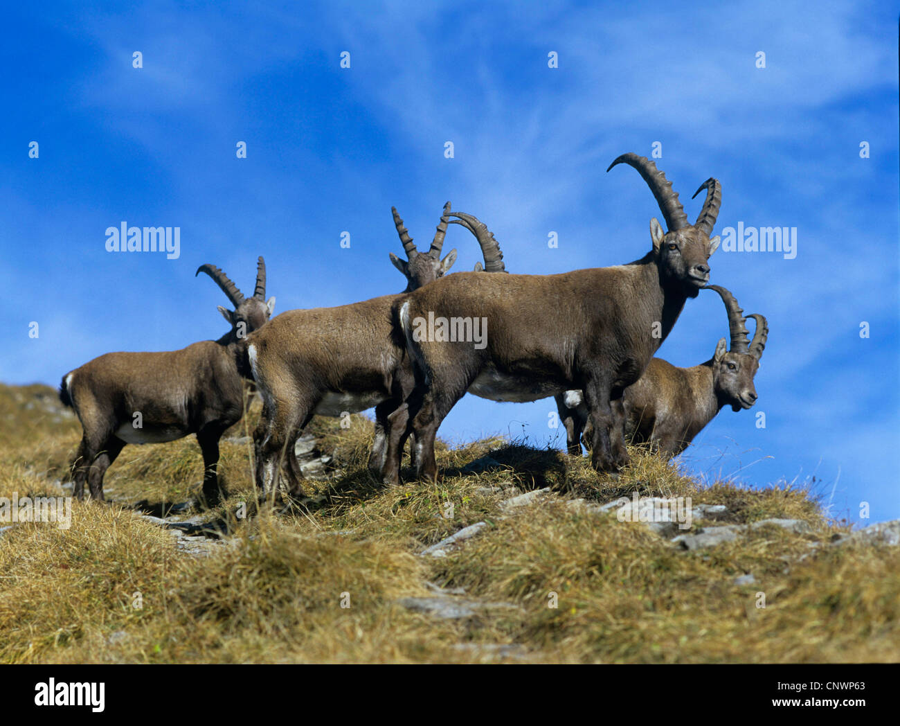 Stambecco delle Alpi (Capra ibex), in piedi ad una pendenza Foto Stock