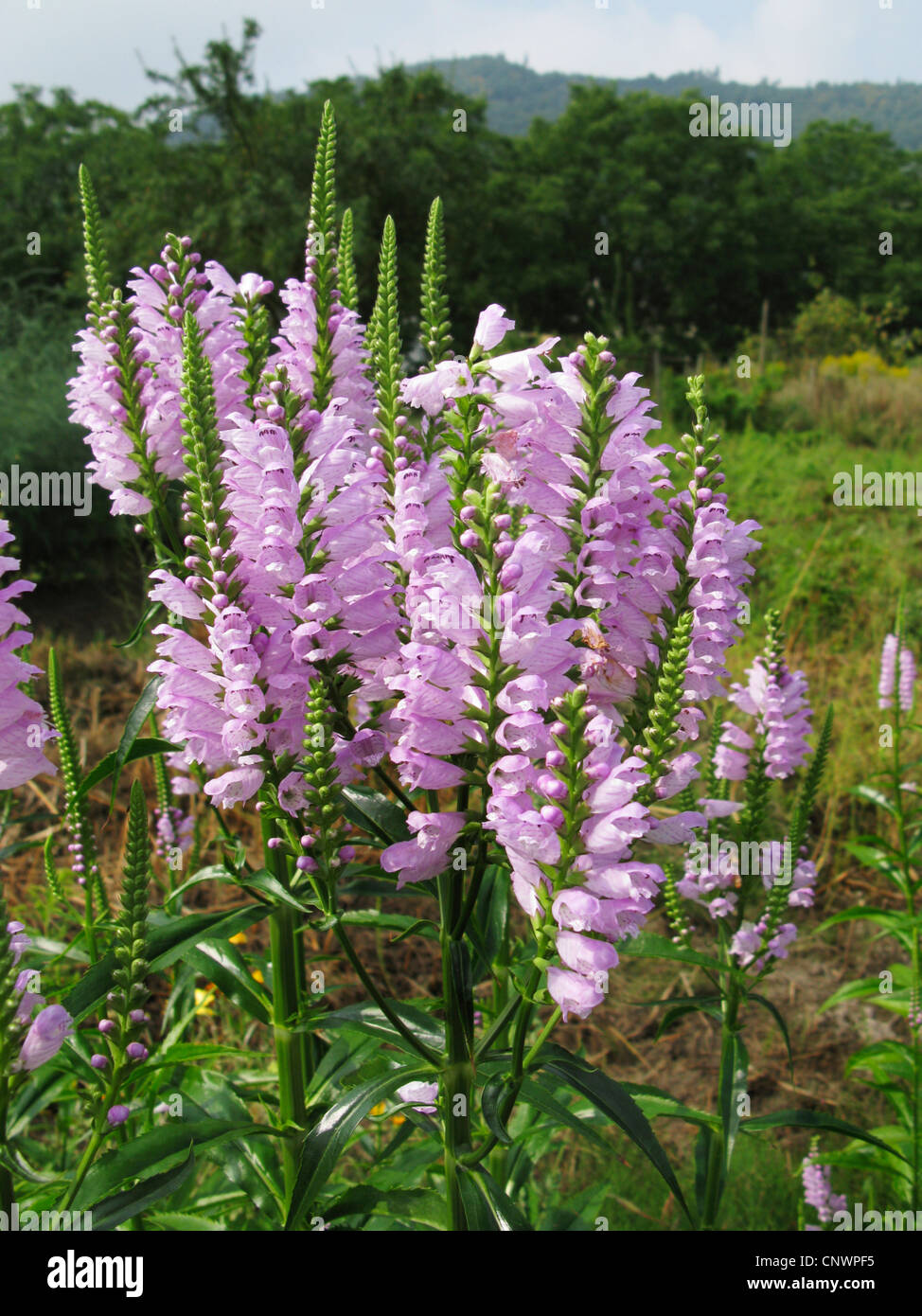 Falso dragonhead (Physostegia virginiana), fioritura Foto Stock