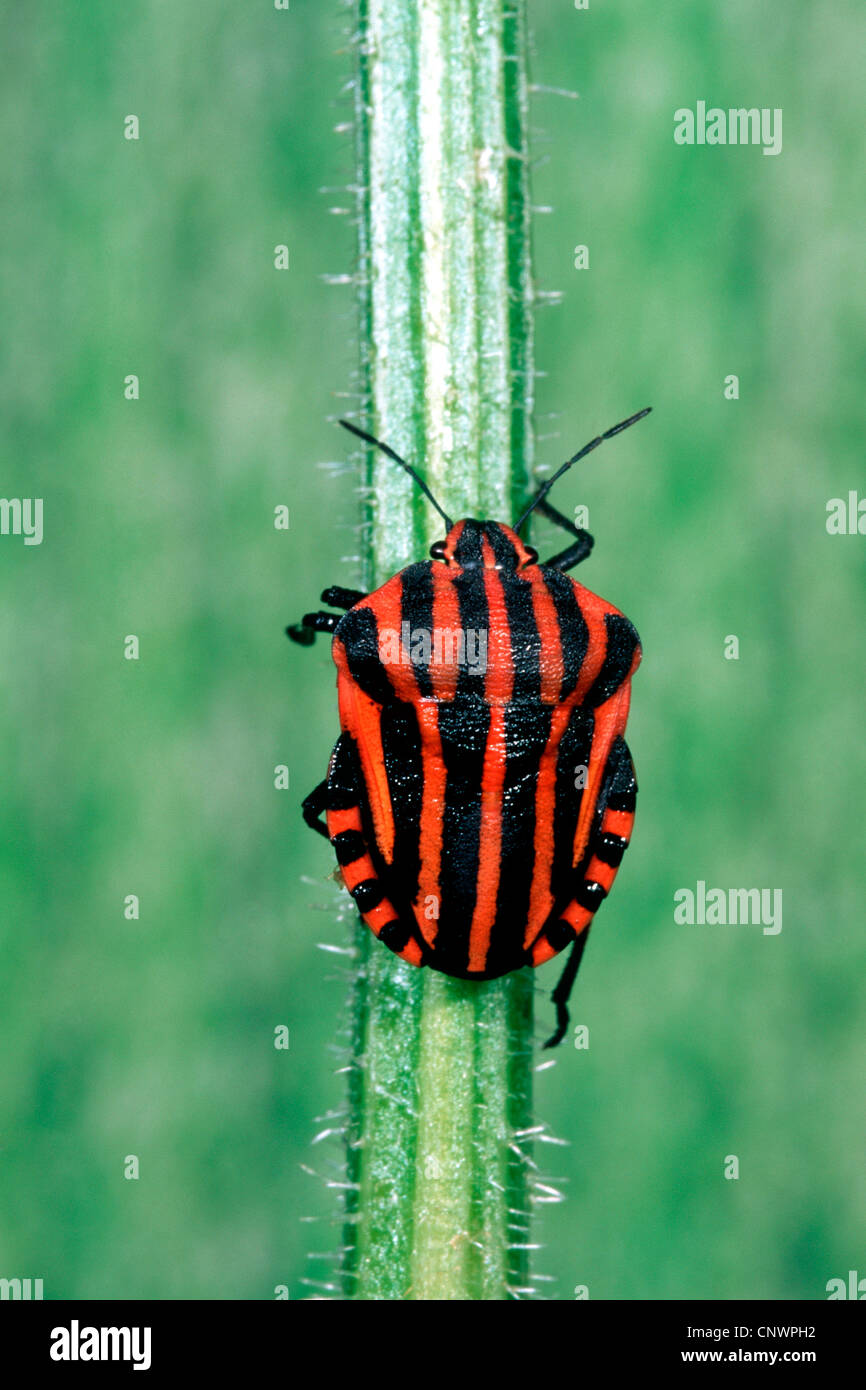 Graphosoma lineatum (Graphosoma lineatum, Graphosoma italicum), seduta a una lama per erba, Germania Foto Stock