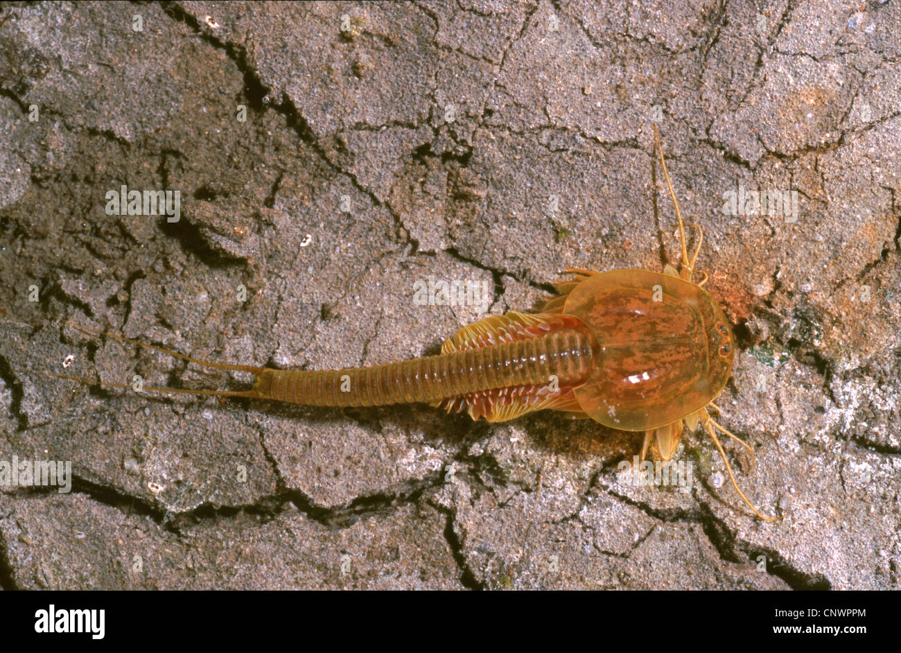 (Triops Triops spec. ), Dal Kazakistan con piccole etichette di colonna vertebrale, Kazakistan Foto Stock (Triops Triops spec. ), Dal Kazakistan con piccole etichette di colonna vertebrale, Kazakistan Foto Stock
