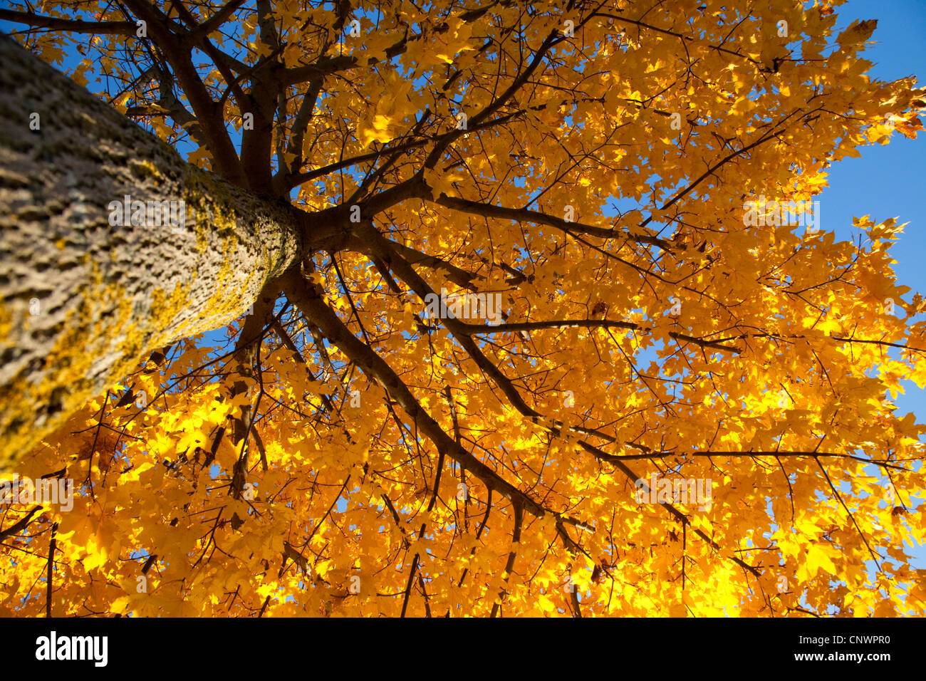 Norvegia (acero Acer platanoides), vista dal basso nella struttura ad albero superiore, in Germania, in Baviera Foto Stock