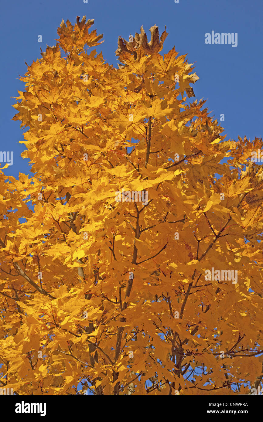 Norvegia (acero Acer platanoides), dorata tree top in autunno, in Germania, in Baviera Foto Stock