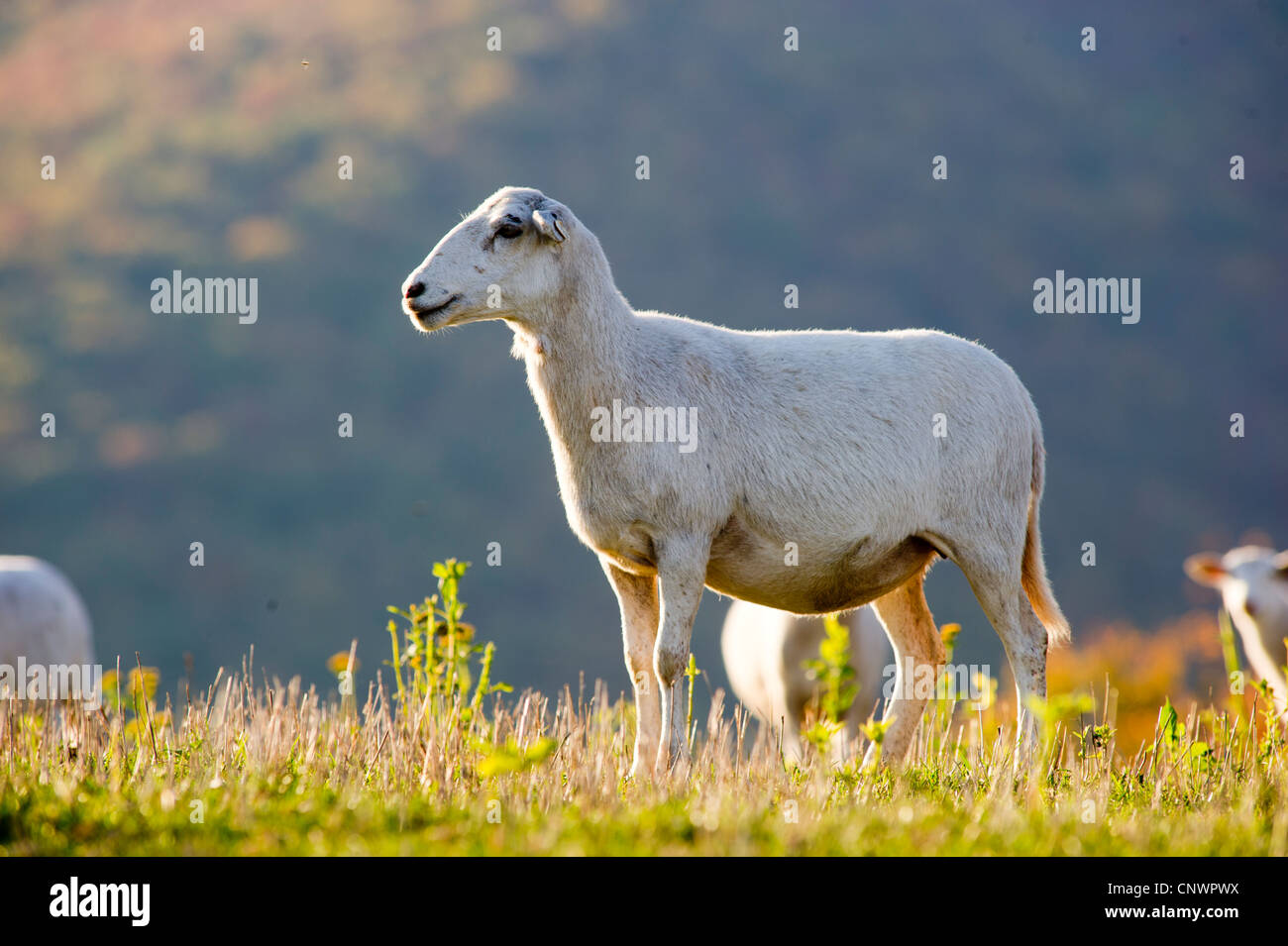 Gregge di pecore salendo la collina di un pascolo di sud-ovest VA Foto Stock