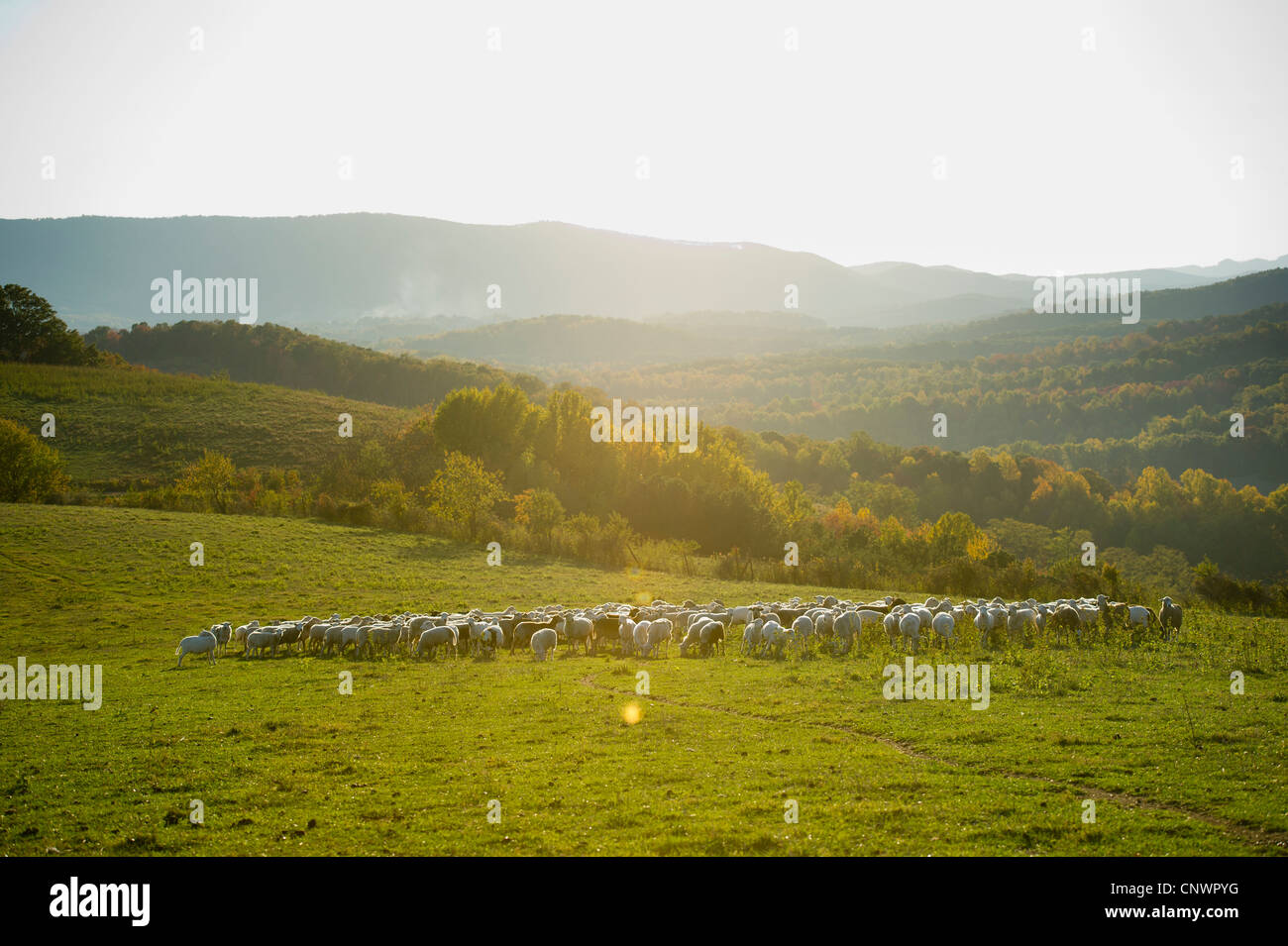 Gregge di pecore salendo la collina di un pascolo di sud-ovest VA Foto Stock