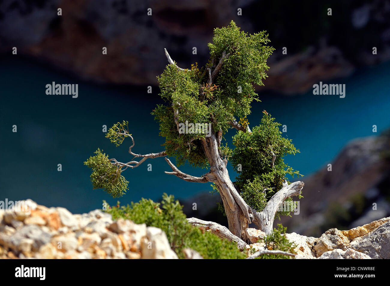 Il ginepro presso il canyon del Verdon nel sud est della Francia, Francia Provenza Foto Stock