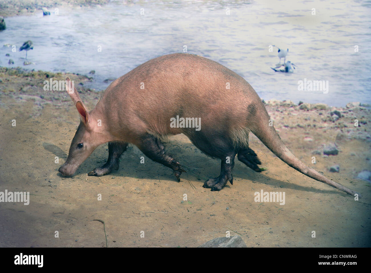 Aardvark, ant bear (Orycteropus afer), passeggiate in un lago Foto Stock