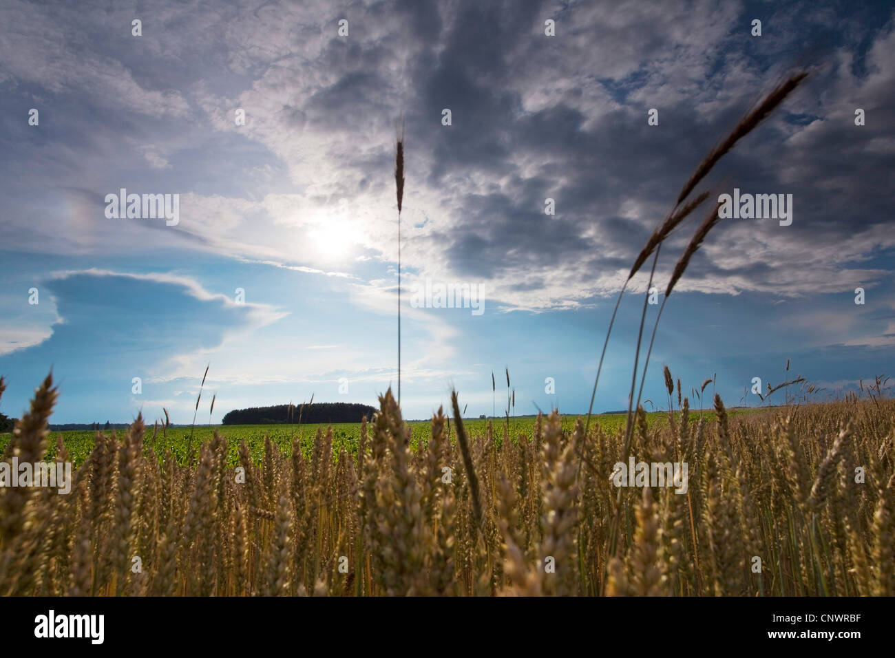 Campo di grano sotto thundercloud, Germania, Brandeburgo, Vogtlaendische Schweiz Foto Stock