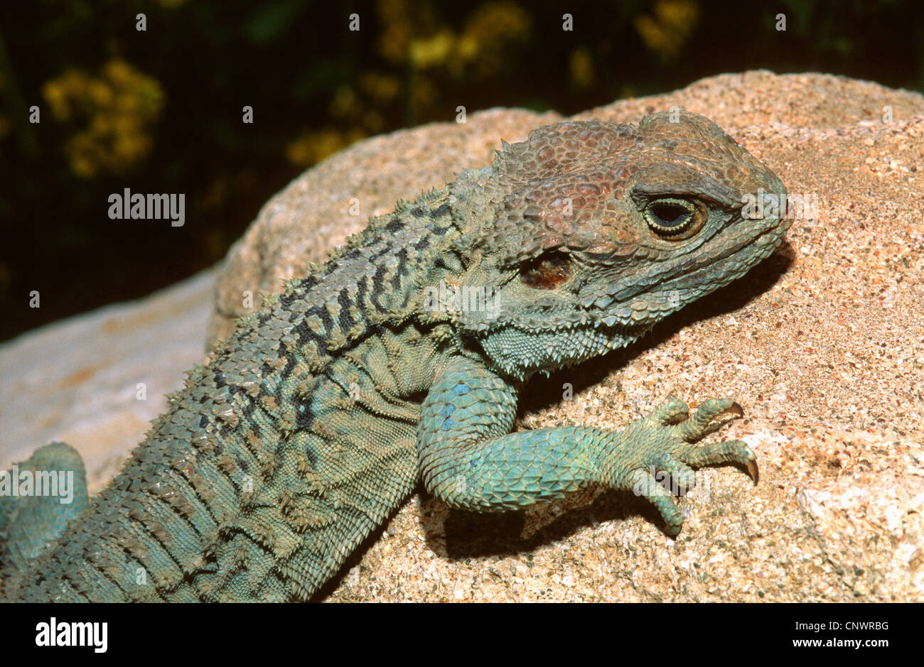 Hardim, stella lizard (Laudakia stellio cypriaca), seduta su una roccia, Cipro Foto Stock