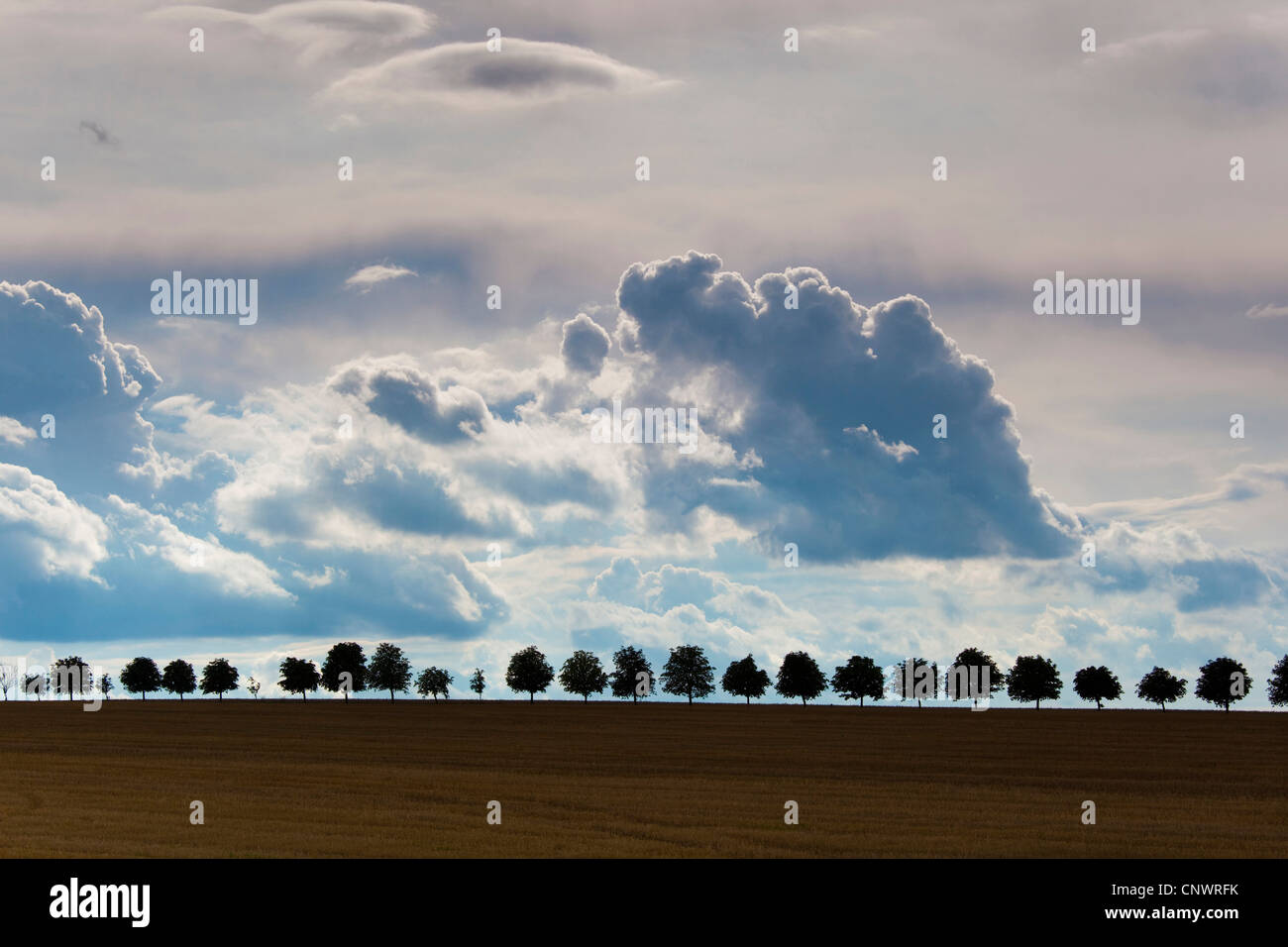 Countryroad con fila di alberi sotto la copertura nuvolosa, Germania, Sassonia Foto Stock