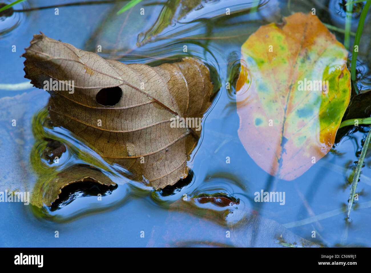 Foglie di autunno giacente in acqua, Germania, Sassonia Foto Stock