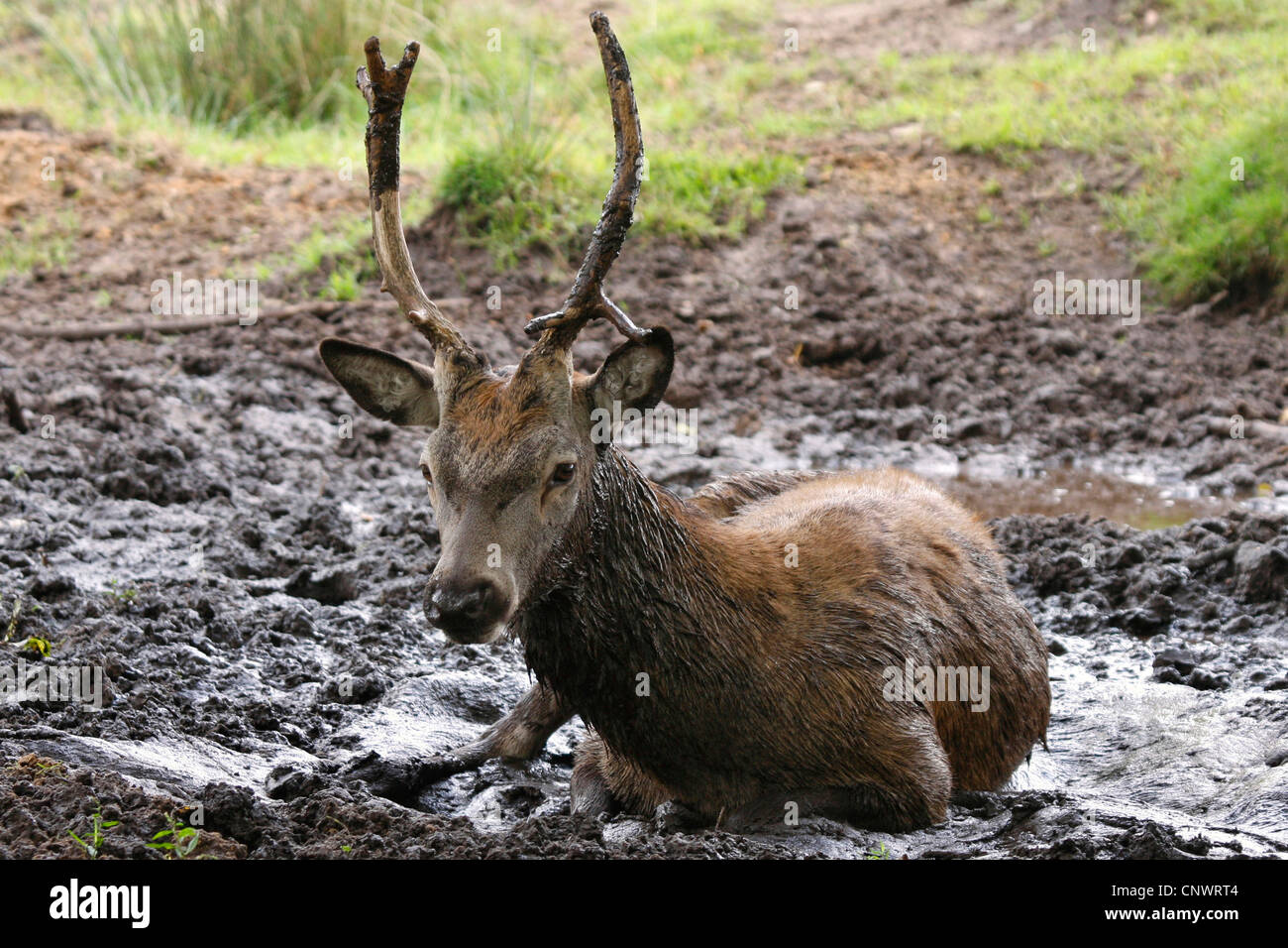 Il cervo (Cervus elaphus), giovane maschio wallowing in un foro di fango, Germania Foto Stock