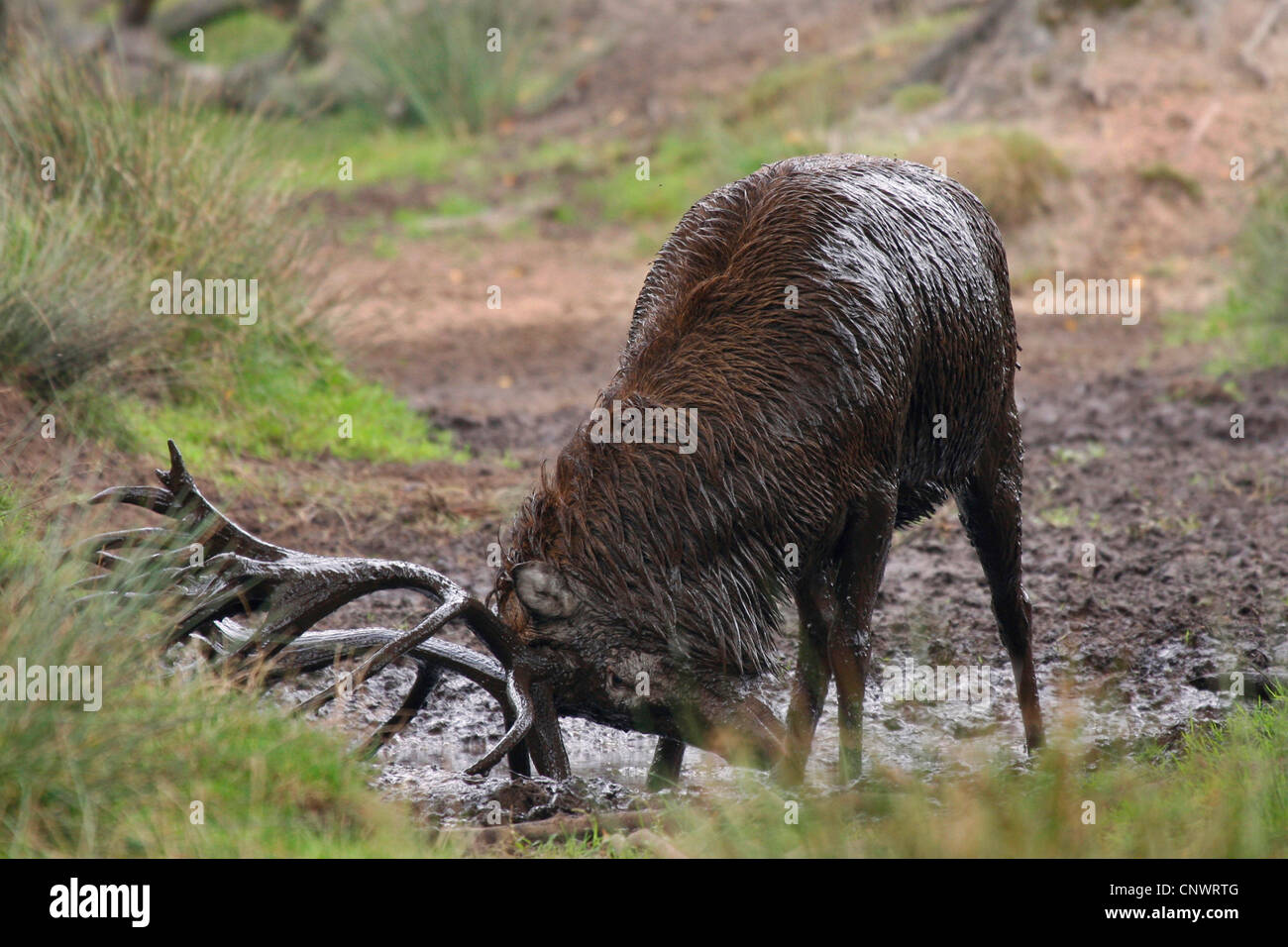 Il cervo (Cervus elaphus), wallowing maschio in un foro di fango, Germania Foto Stock