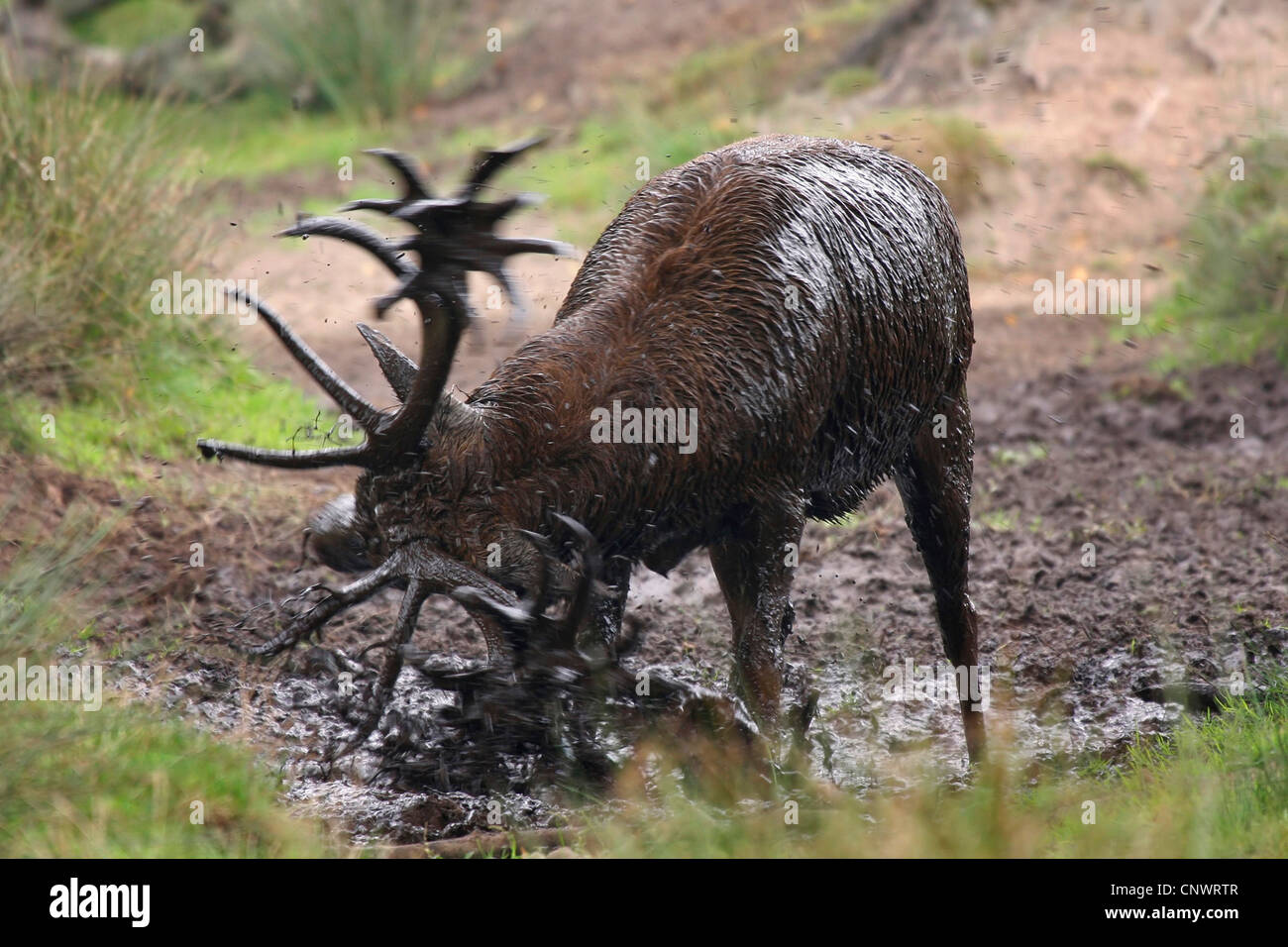 Il cervo (Cervus elaphus), wallowing maschio in un foro di fango, Germania Foto Stock