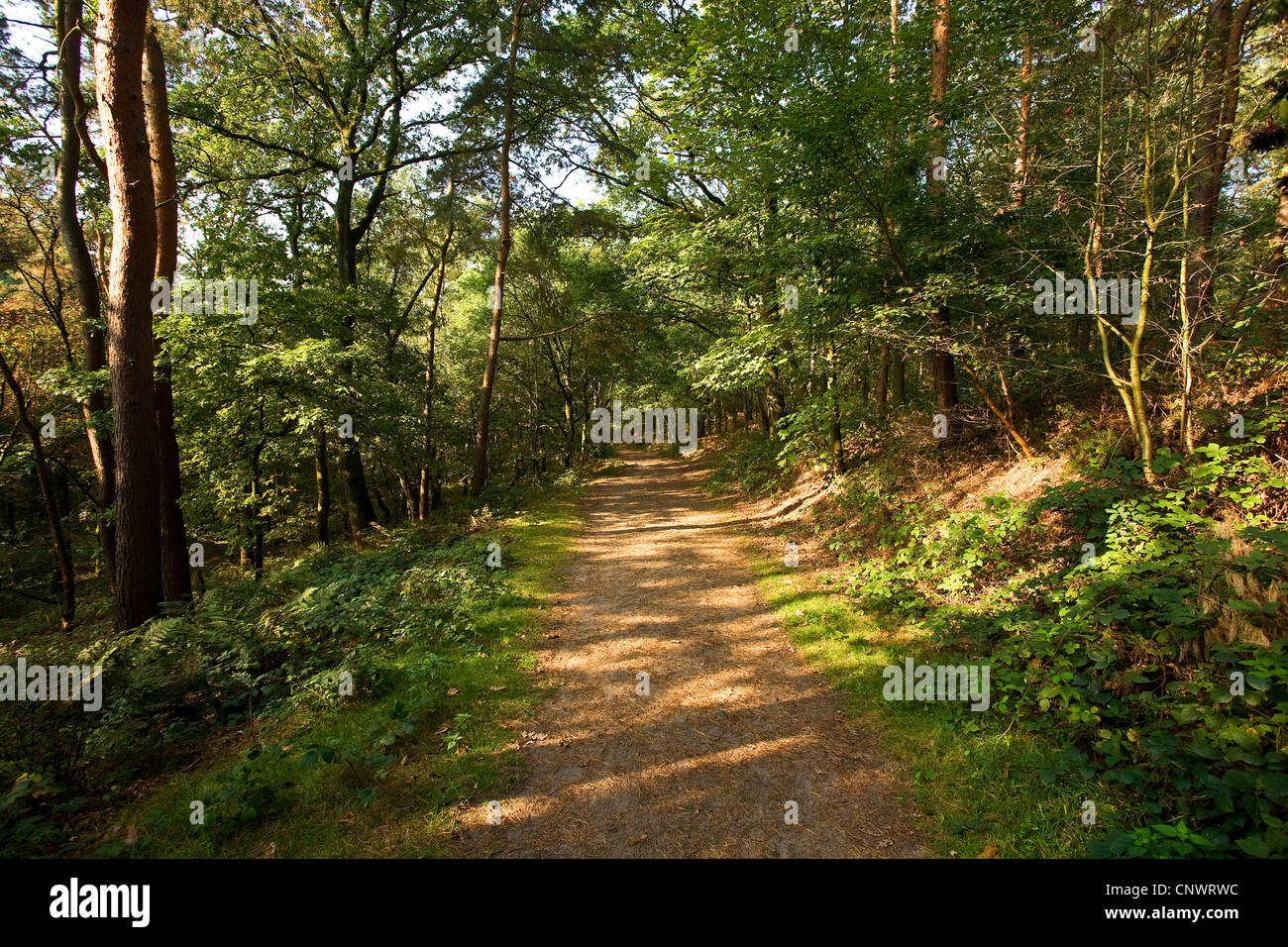 Percorso di foresta nel Haard, il Parco Naturale di Hohe Mark, in Germania, in Renania settentrionale-Vestfalia, la zona della Ruhr, Oer-Erkenschwick Foto Stock