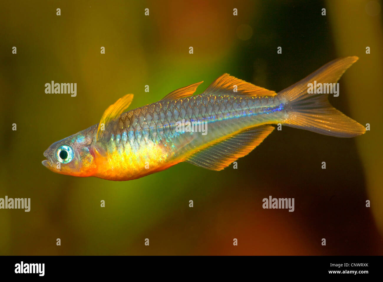Fork-coda (rainbowfish Pseudomugil furcatus), maschio che mostra il comportamento impressionante Foto Stock