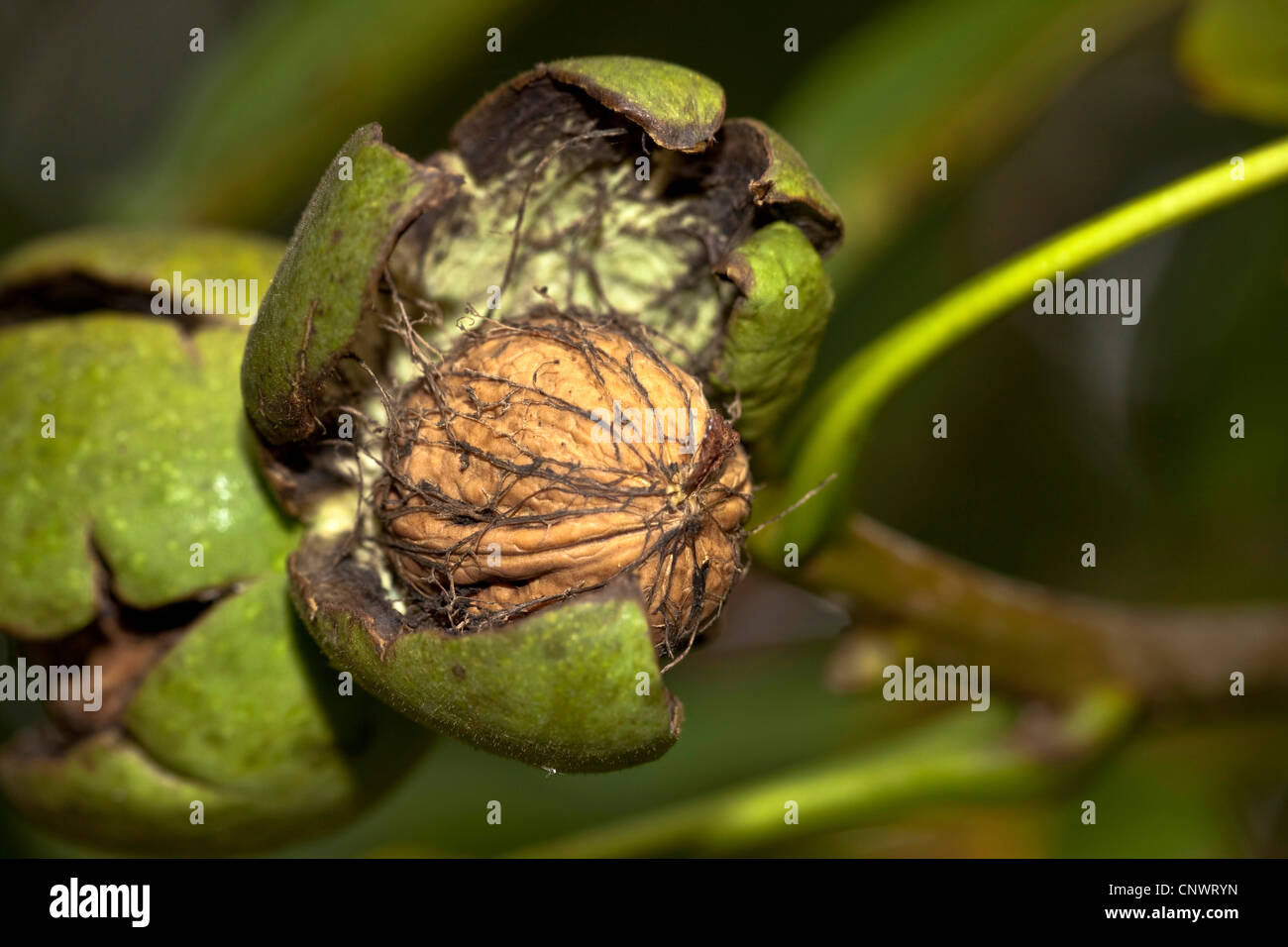 Noce (Juglans regia), frutti maturi con open lolla, in Germania, in Baviera Foto Stock