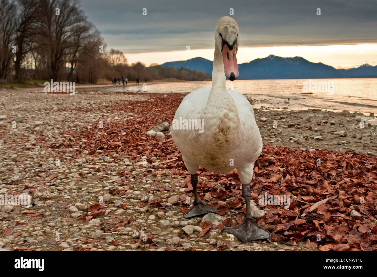 Cigno (Cygnus olor), camminando sulla waterfornt di un lago, le Alpi in background, in Germania, in Baviera, Chiemsee Foto Stock