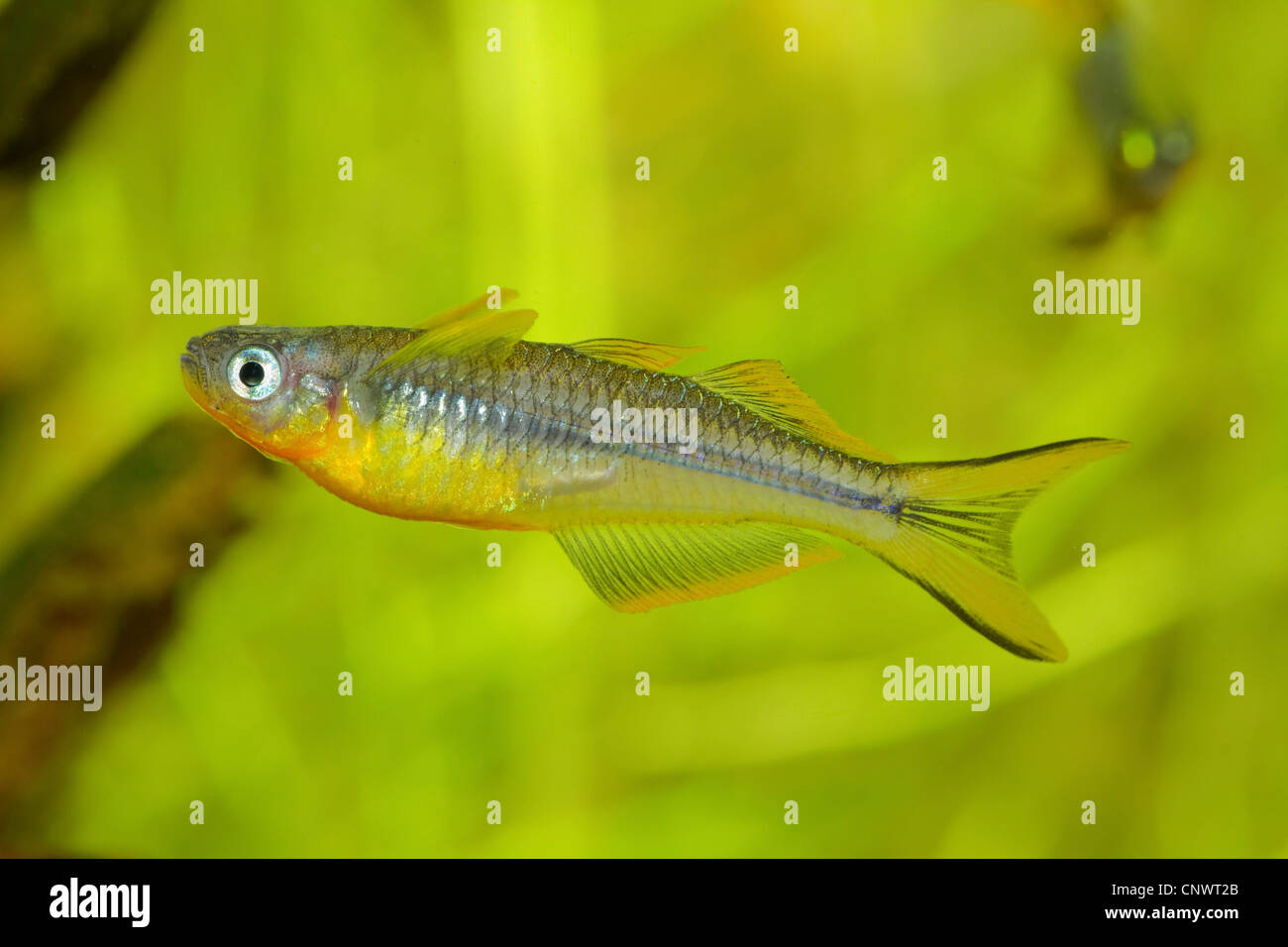 Fork-coda (rainbowfish Pseudomugil furcatus, Popondichthys furcatus), maschio Foto Stock