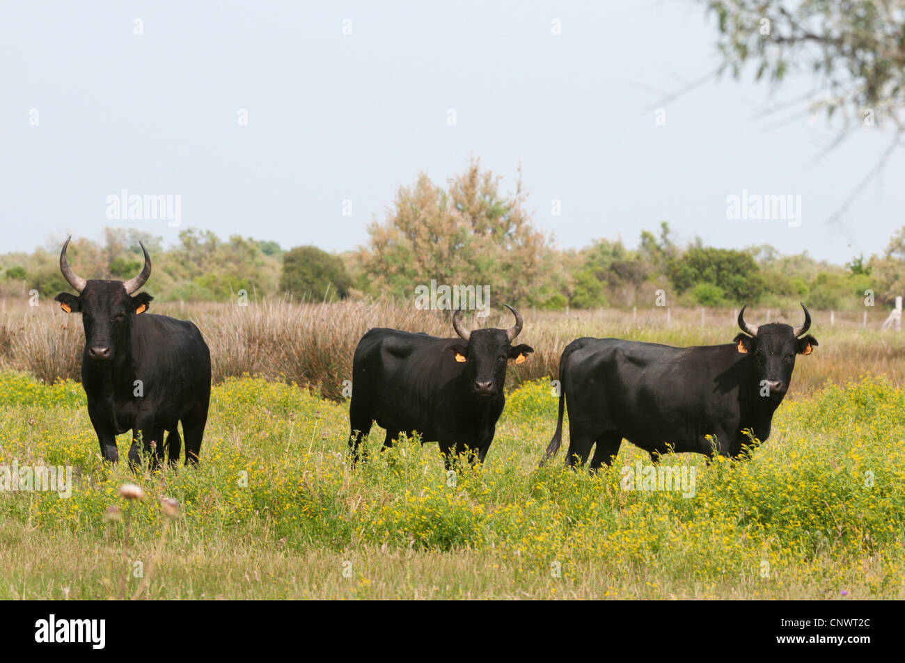 Gli animali domestici della specie bovina (Bos primigenius f. taurus), tre tori in piedi su un prato, Francia, Camargue Foto Stock